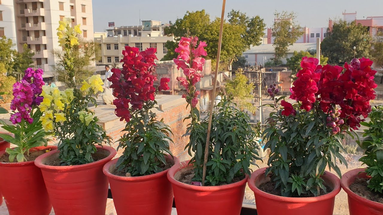 How to Grow and Care Dog Flower / Snapdragon Plant || Fun Gardening