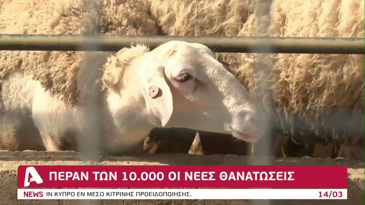 Αφθώδης πυρετός: Ξεπέρασαν τις 10.000 οι νέες θανατώσεις ζώων