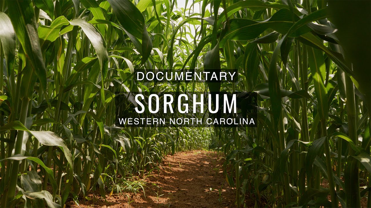 Sorghum an Appalachian tradition in Western North Carolina. Sponsored by Selling AVL.
