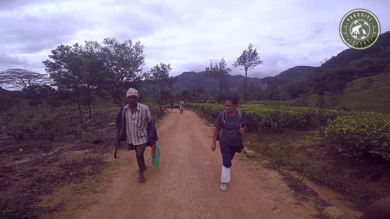 Hike to scenic Kondagala Peak via Loolecondera tea estate