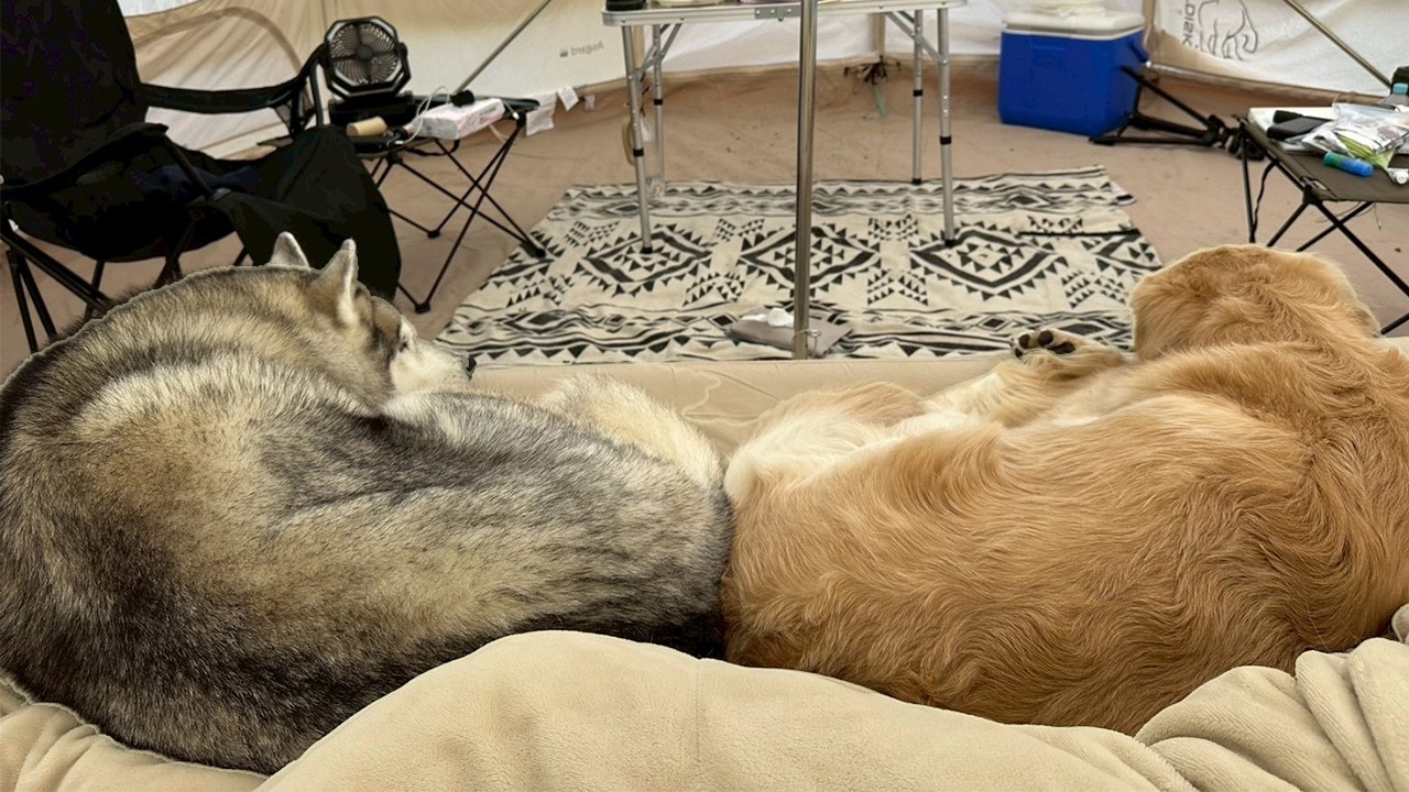 【保存版】次の犬ずれキャンプ旅はここに行くべき！埼玉秩父＆栃木のおすすめキャンプ場を巡る2日間【大型犬多頭】