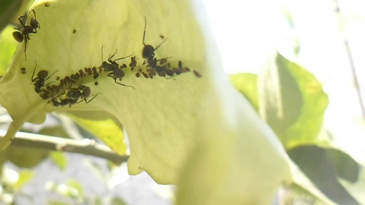 ants: Aphid farming