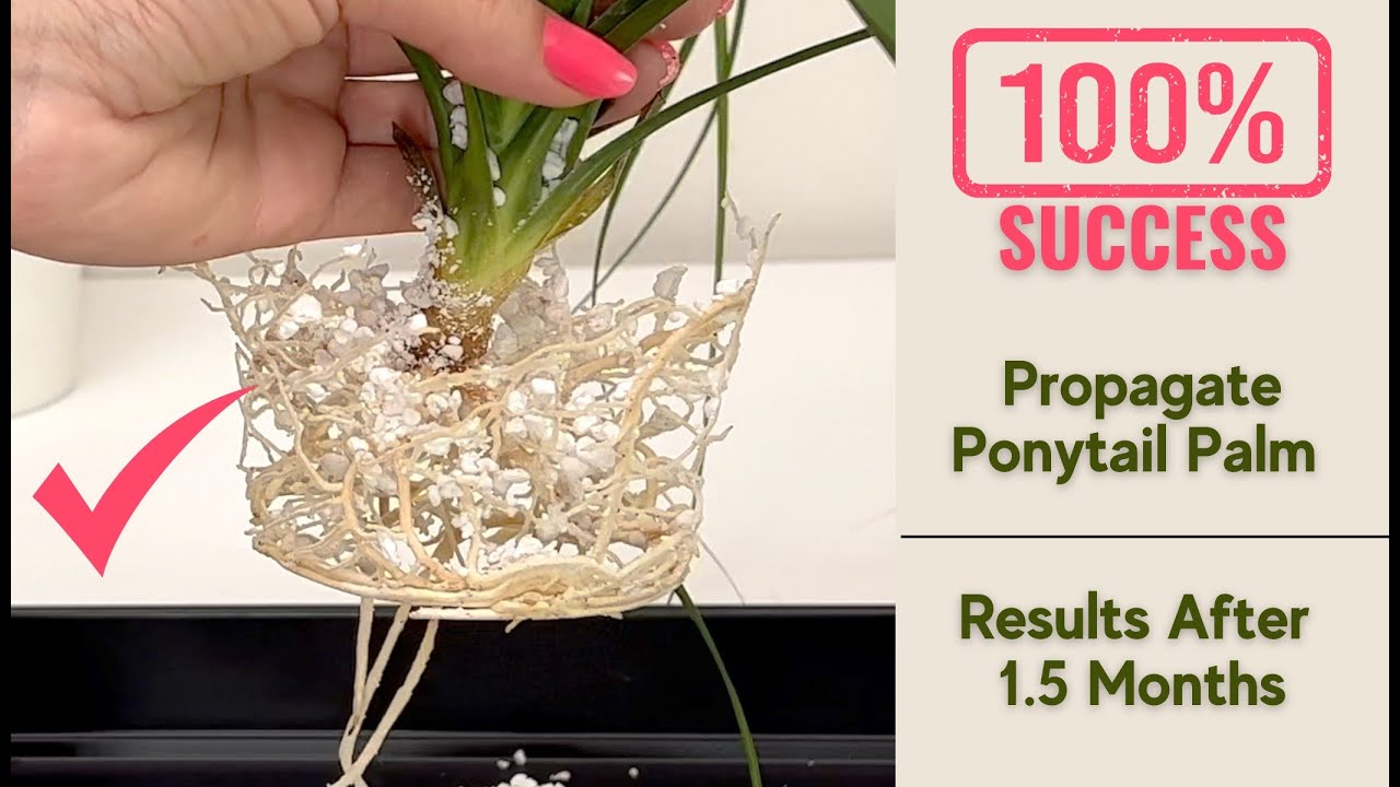 Ponytail Palm Propagation: Results After 1.5 Months | Perlite vs. Soil Mix