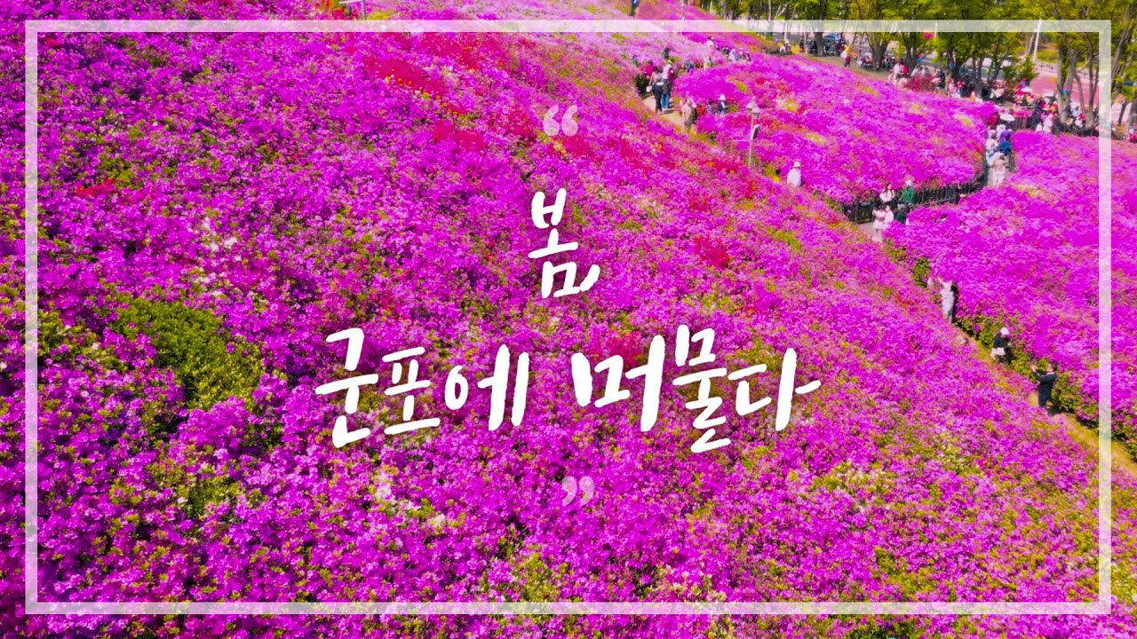 [ KOREA｜Spring 春 ] 우리의 봄 | 꽃비가 내리는 군포에 머물다