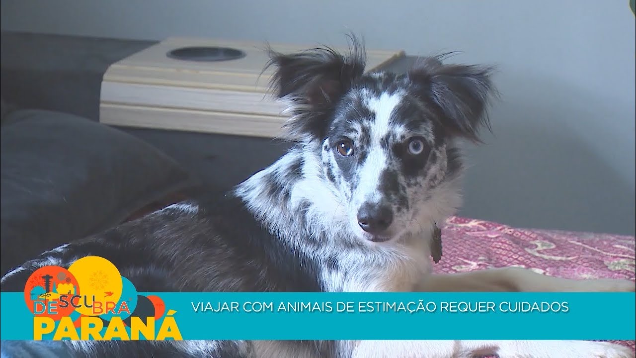 Hotel para cachorro: como cuidar dos pets na hora de viajar