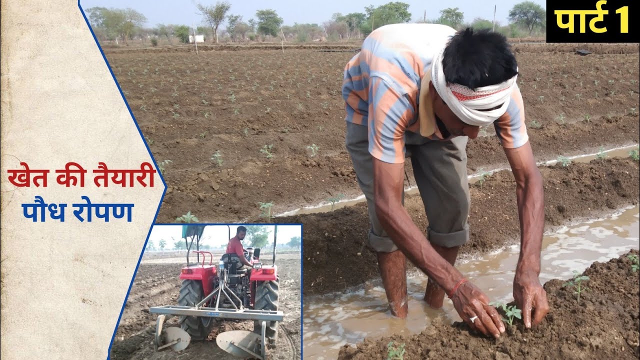 बरसात में टमाटर की खेती कब और कैसे करे | पार्ट 1 | भूमि की तैयारी पौध रोपण | tamatar ki kheti