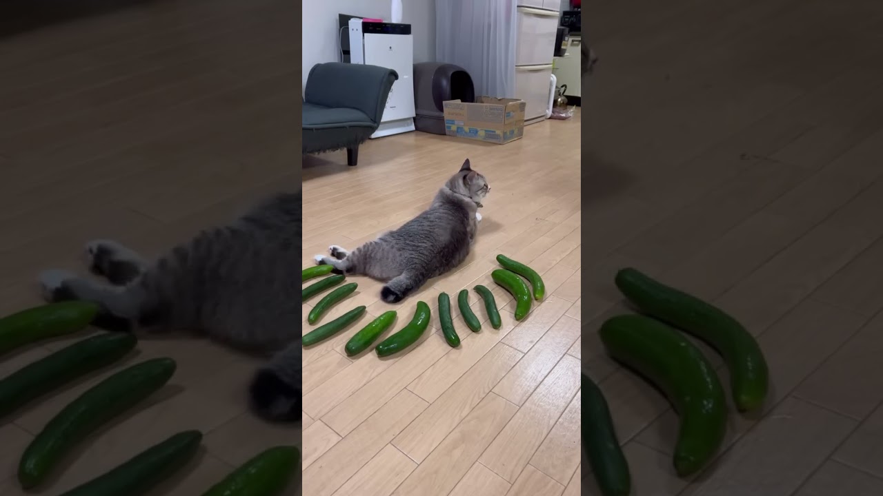 Cucumber prank in the cat 😂
