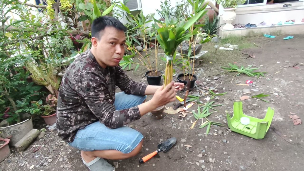 Grow Golden Yellow Bamboo from Cuttings