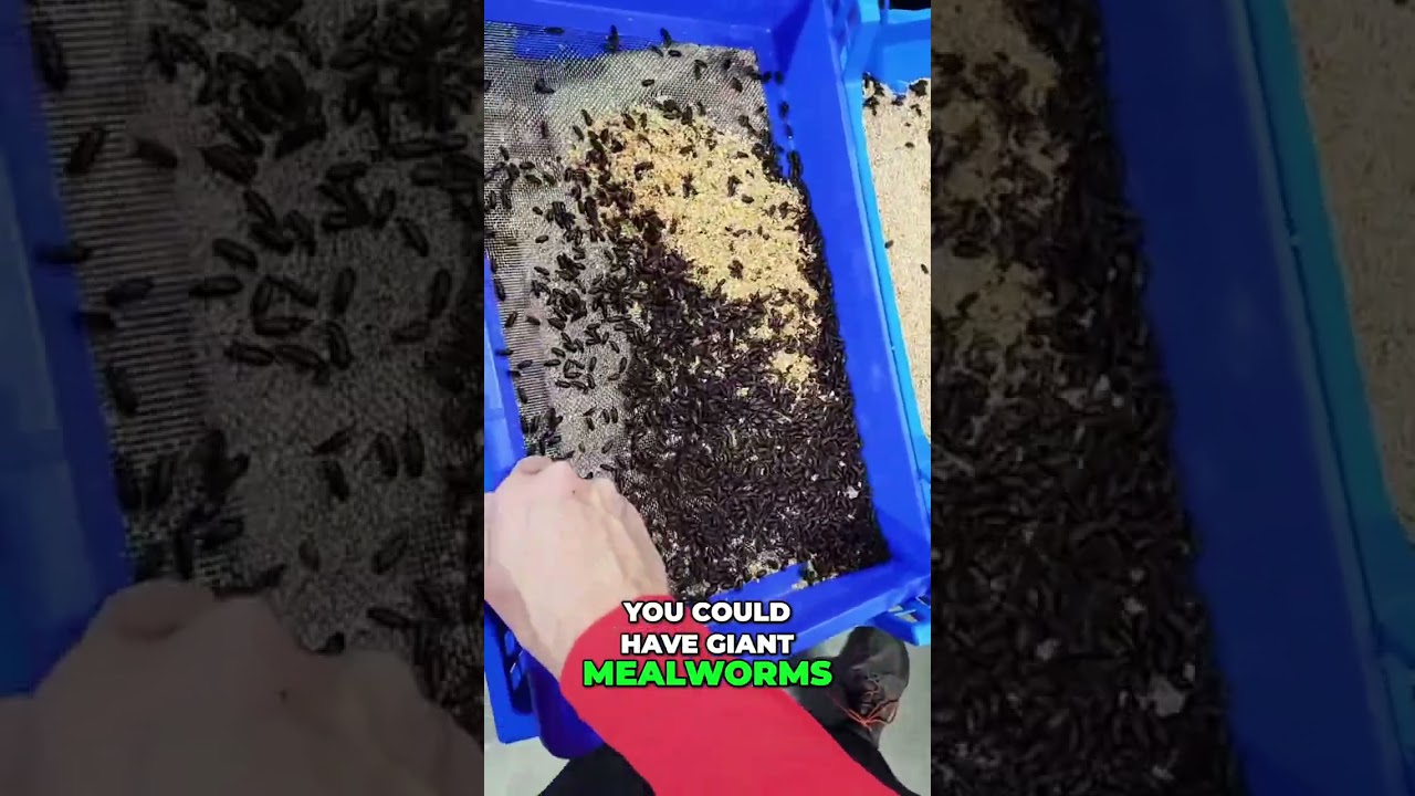 Mastering Mealworm Farming: Unlock Profits with Beetle Swap