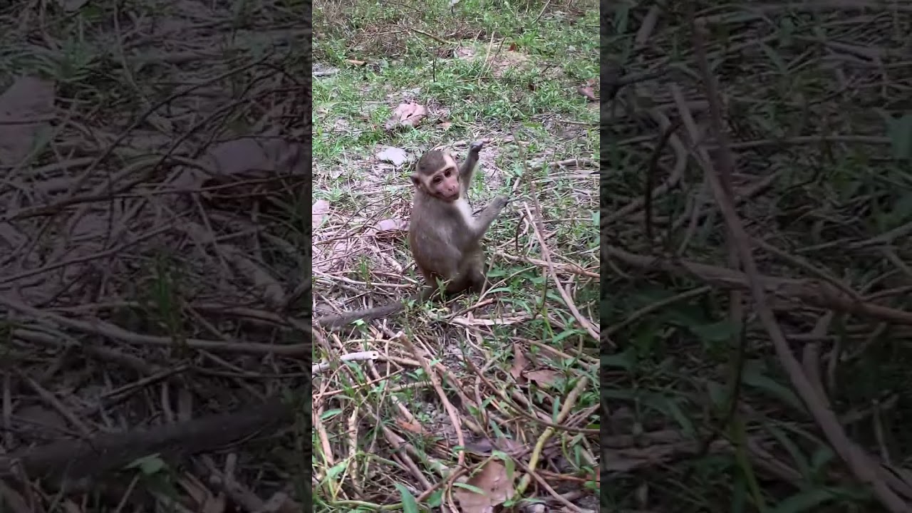 Monkey Daily Show