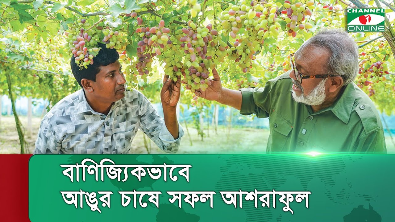 চুয়াডাঙ্গার জীবননগরে বাণিজ্যিকভাবে আঙুর চাষে সফল আশরাফুল