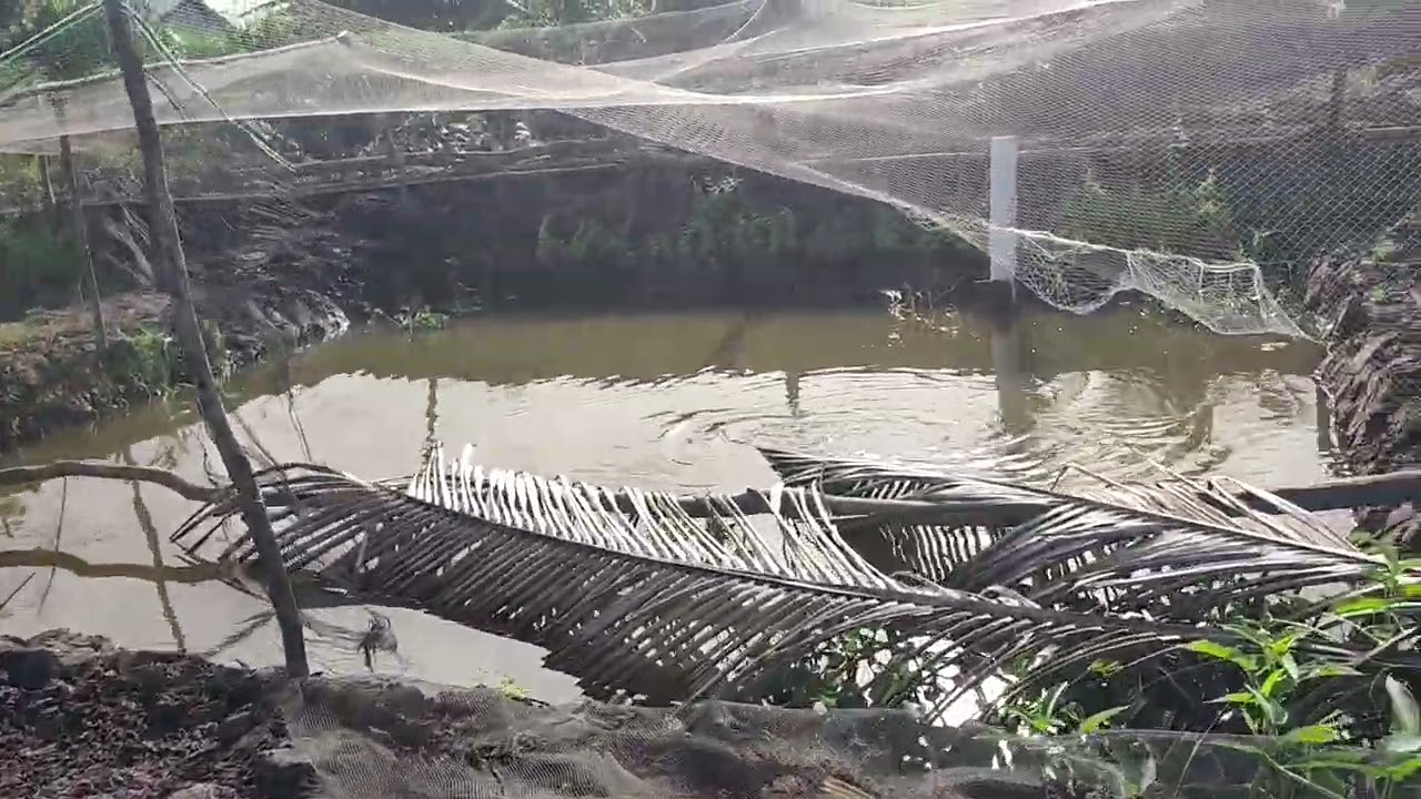 PAGI YANG CERAH ☀ SECERAH HARAPAN KELUARGA PAK WANI 