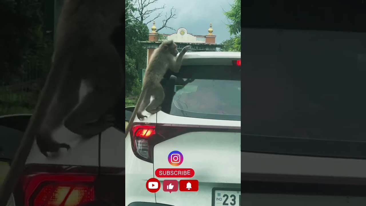 നിലമ്പുർ വഴി കാട്ടിലൂടെ യാത്ര മുത്തങ്ങ, ഗുണ്ടൽ പെട്ടയിലേക്ക്….