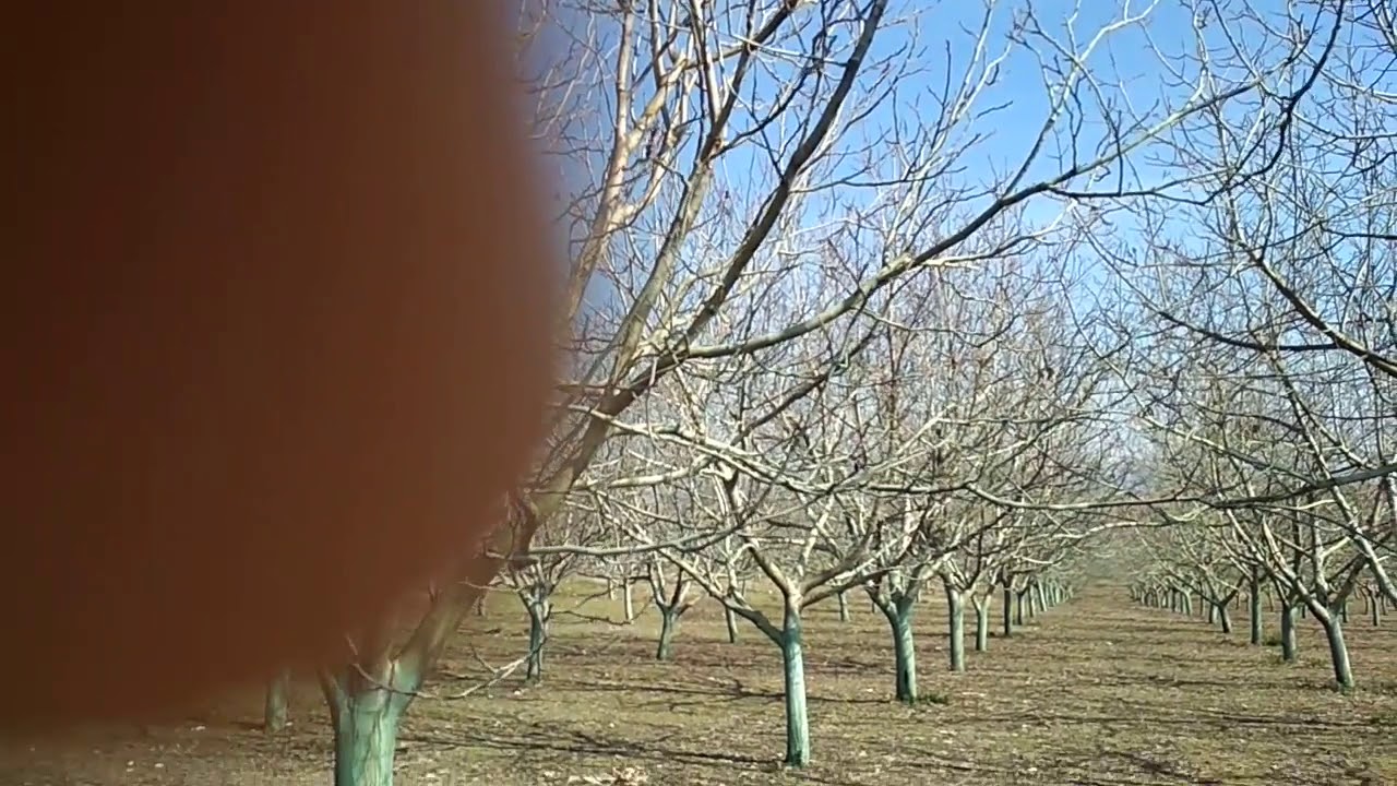 Καρυδιές 19 ετών. Λαθη και τα επόμενα προβλήματα.