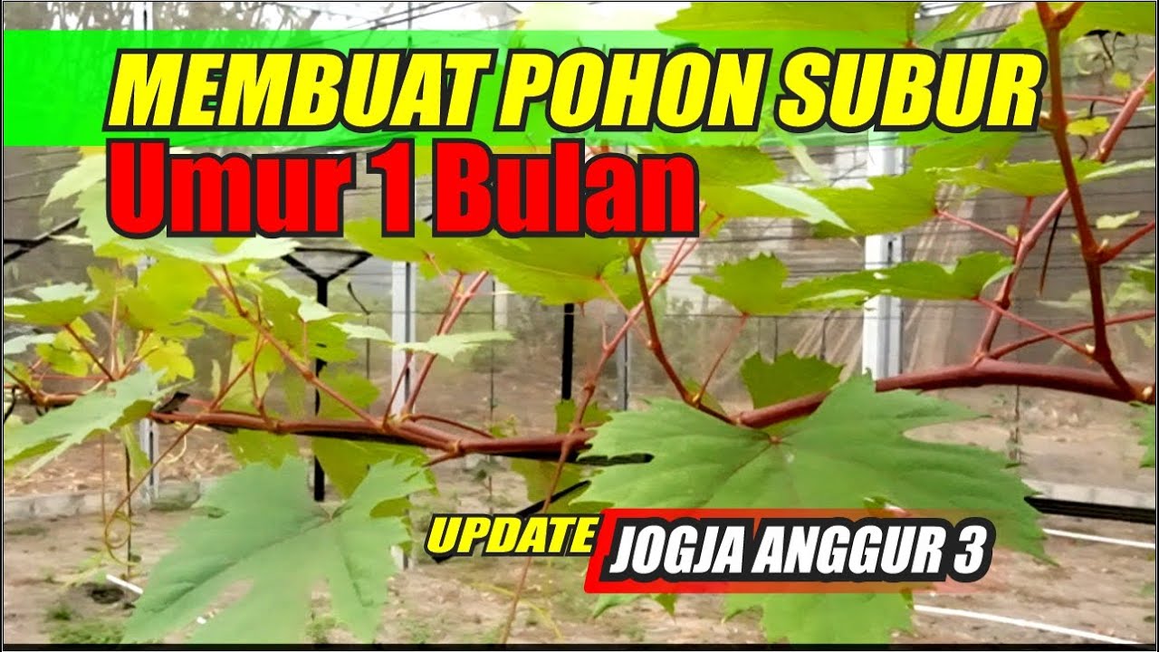 POHON SANGAT SUBUR UMUR 1 BULAN