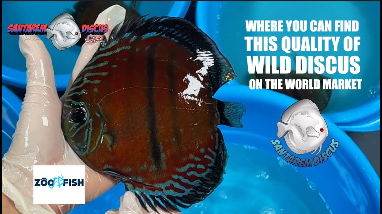 Where you can find this Quality of Wild Discus on the World Market ?