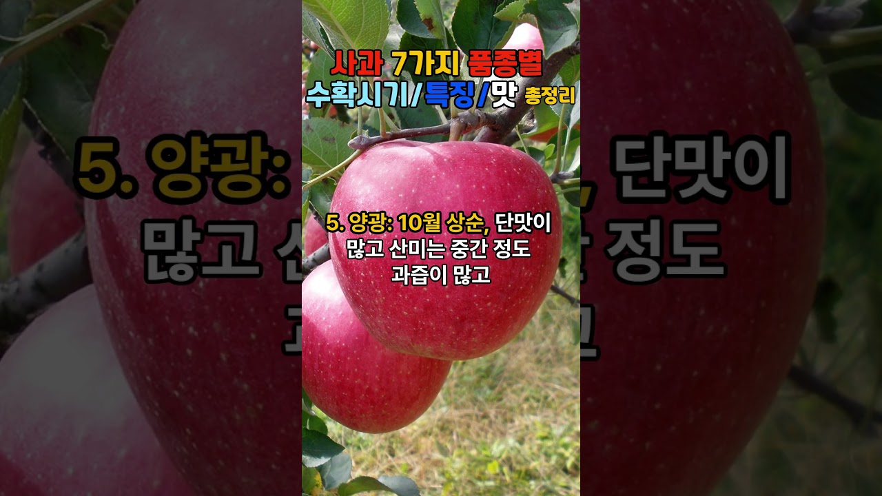 사과 7가지 품종별 수확시기 특징 맛 총정리 #shorts #사과 #사과품종 #건강 #건강정보