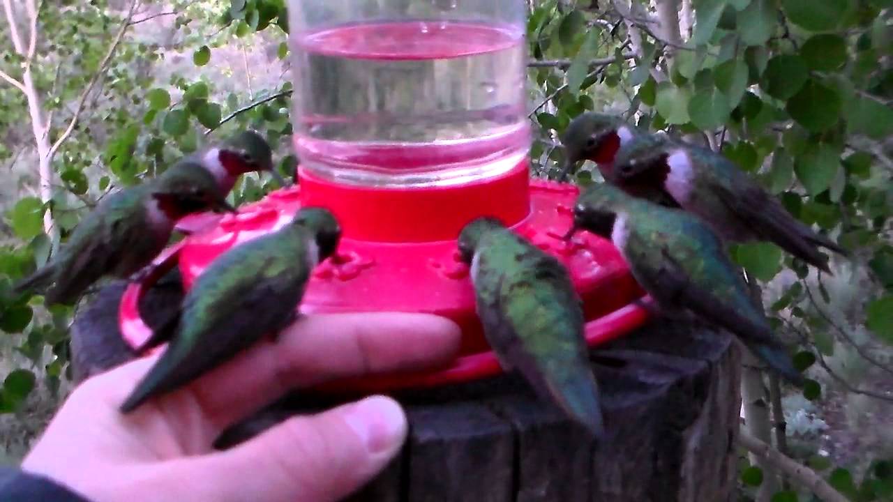 Hummingbird Feeding Frenzy! - Pearching on Hand and Petting!
