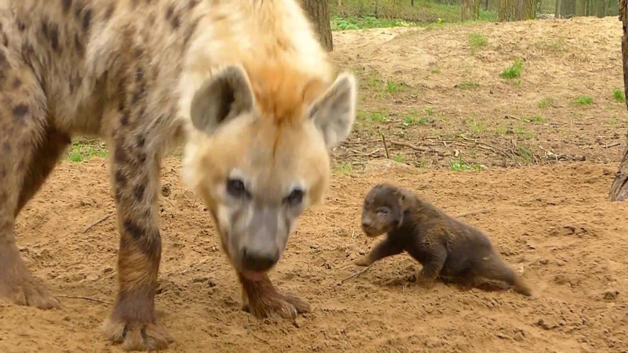 Beekse Bergen baby hyena's