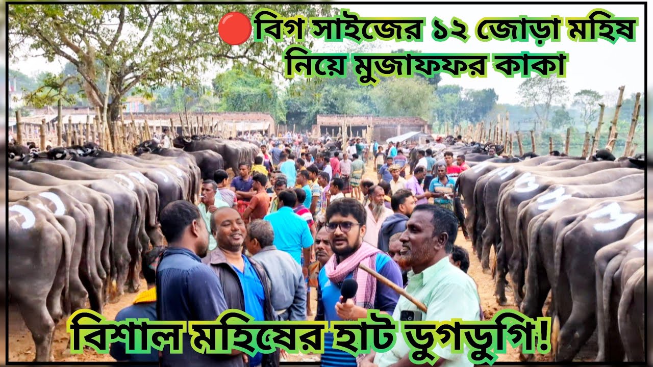 বিগ সাইজের চালানি মহিষ ১২ জোড়া নিয়ে: মোজাফফর কাকা ডুগডুগি হাটে।#buffalopriceinbangladesh