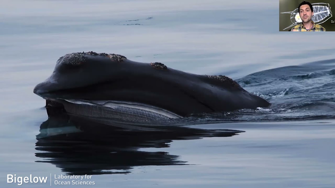 World Ocean Day Event: Science and Art Panel Discussion – June, 8 2021