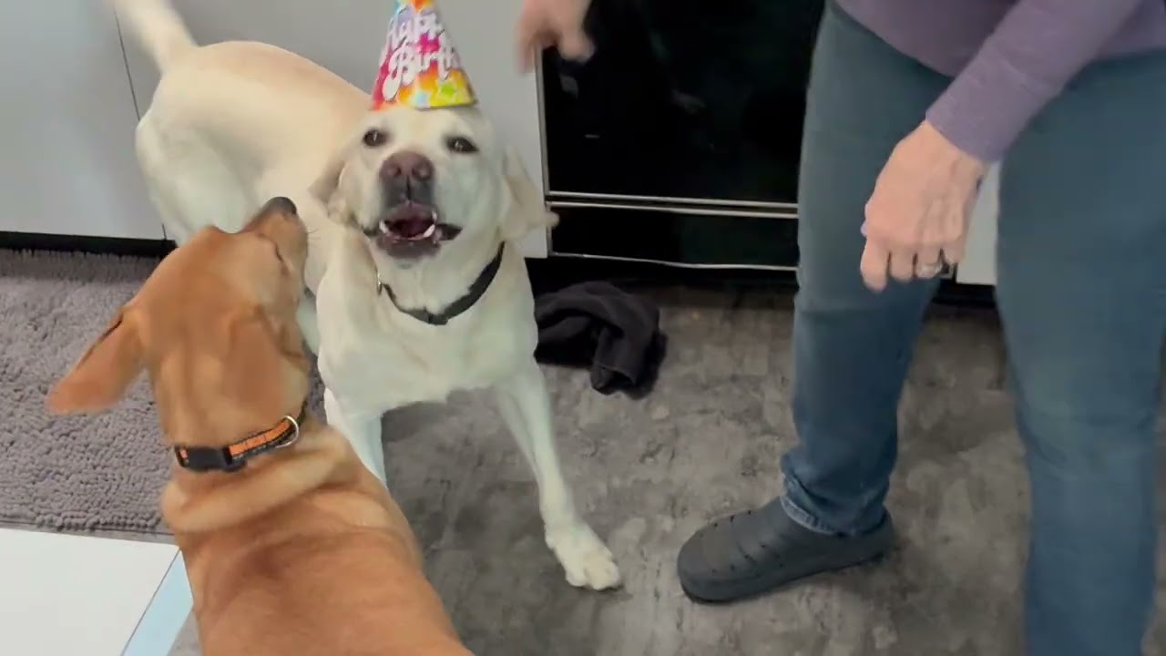 Polar’s birthday party
