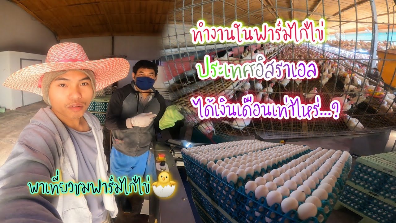 พาเที่ยวชมฟาร์มไก่ไข่ในประเทศอิสราเอล คนไทยเลี้ยงไก่ไข่คนเดียวได้เงินเดือนเท่าไหร่...?🇹🇭🌏🇮🇱