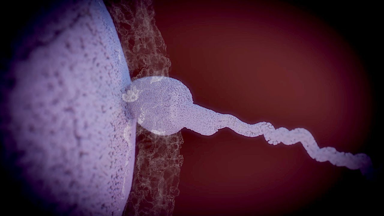 Fertilization, Implantation, and  Blastulation | Animated Embryology Series (Part 1.1)