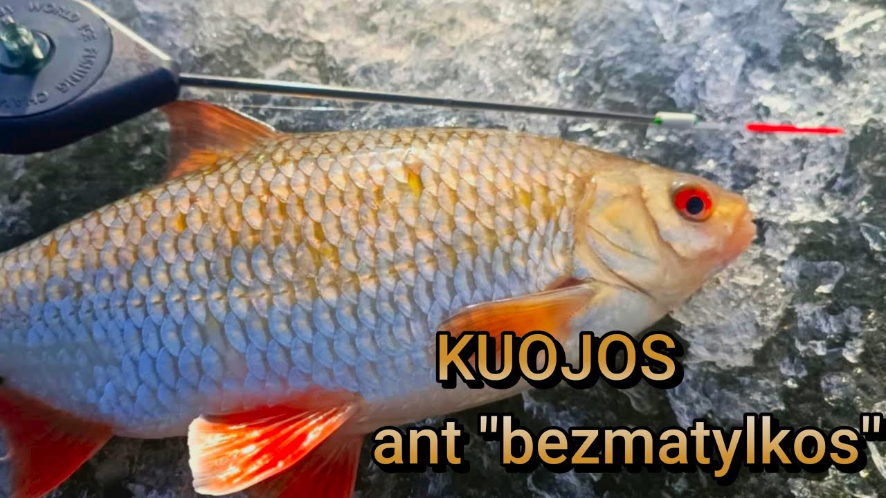 Karjero kuojos ''MAMKOS''ant bemasalinės. Žvejyba bemasaline avižėle''bezmatylka''