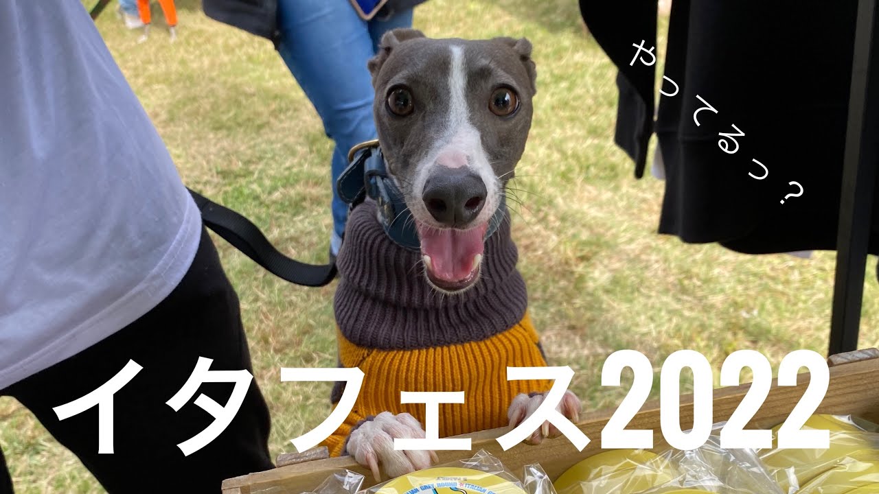 【イタグレ】イタグレフェスタに行ってたくさんのお友達に会えたよ！【ミニピン】