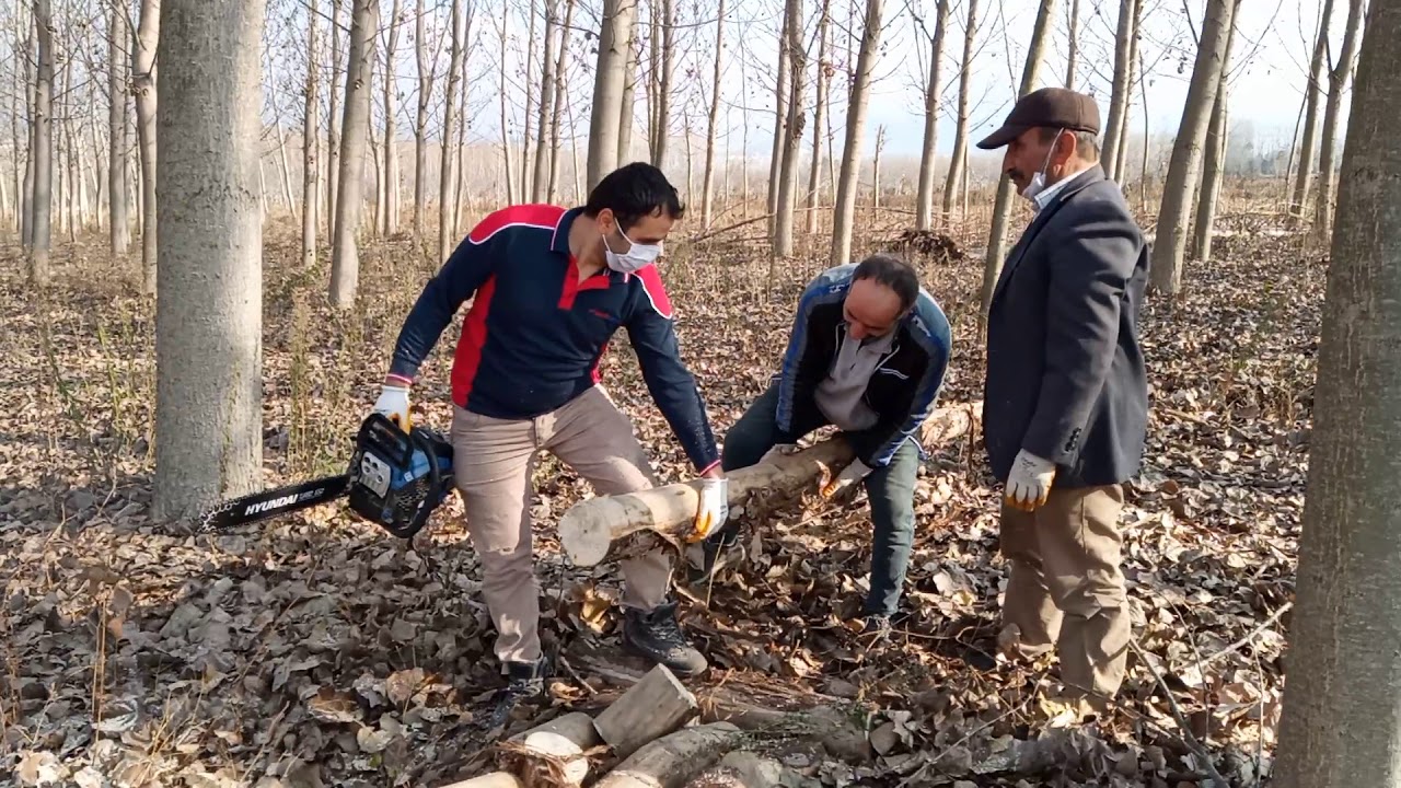 Hyundai 650yi Denedik, Orman Katliamı Yapmadık, Odun Nasıl Kesilir, Mucit Şaban ile Odun Kesimi