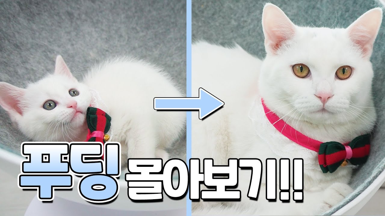 푸딩이 몰아보기 | 고양이산책