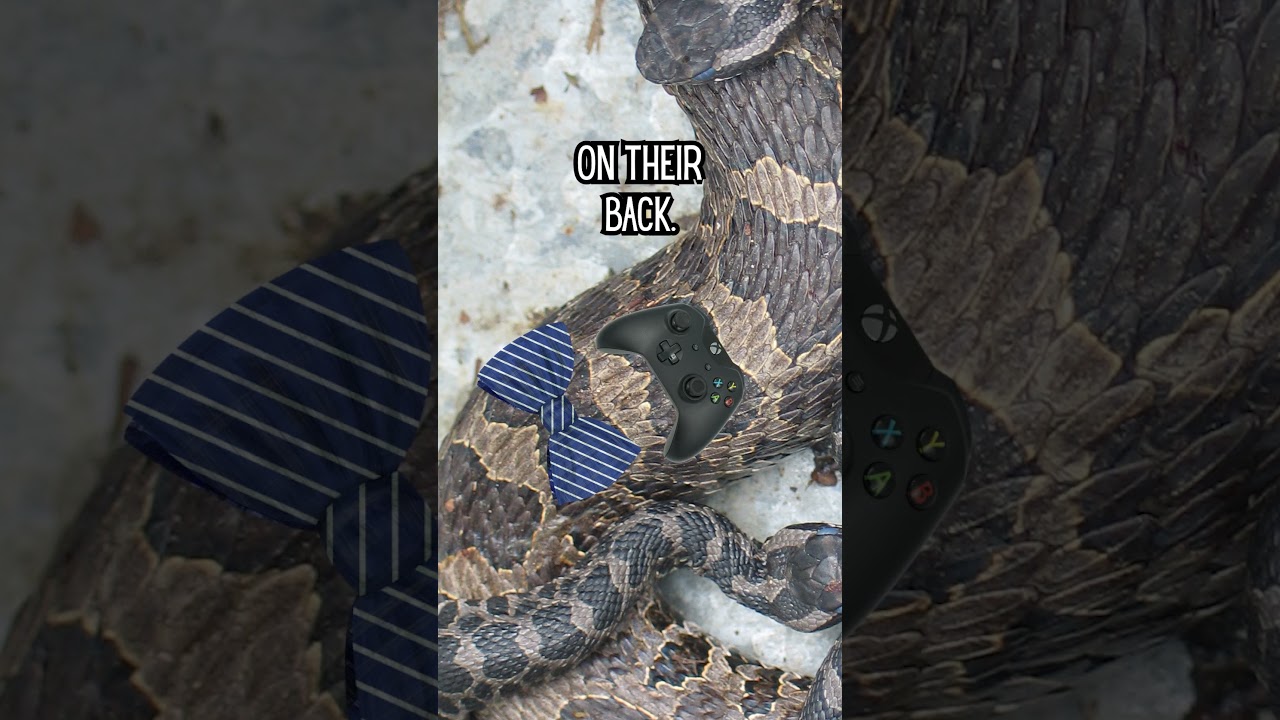 Snakes in Michigan #michigan #snakes