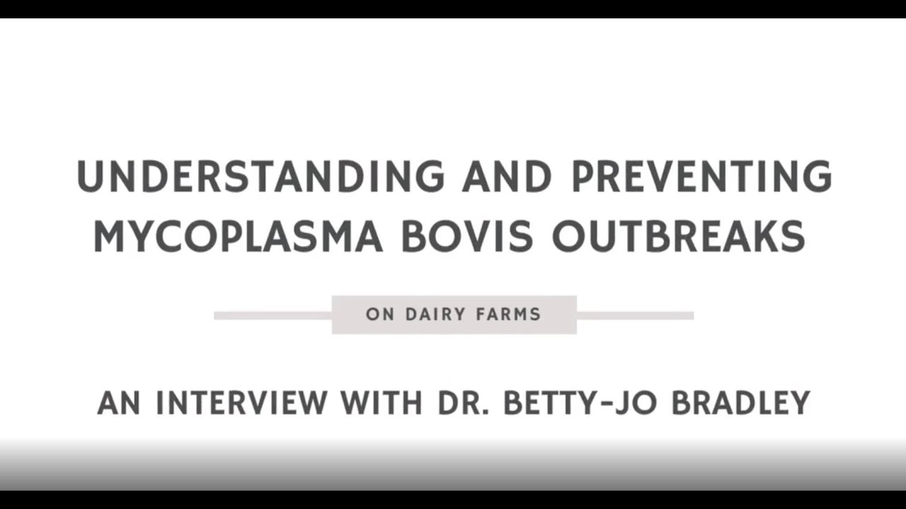 Understanding and Preventing Mycoplasma Bovis Outbreaks on Dairy Farms