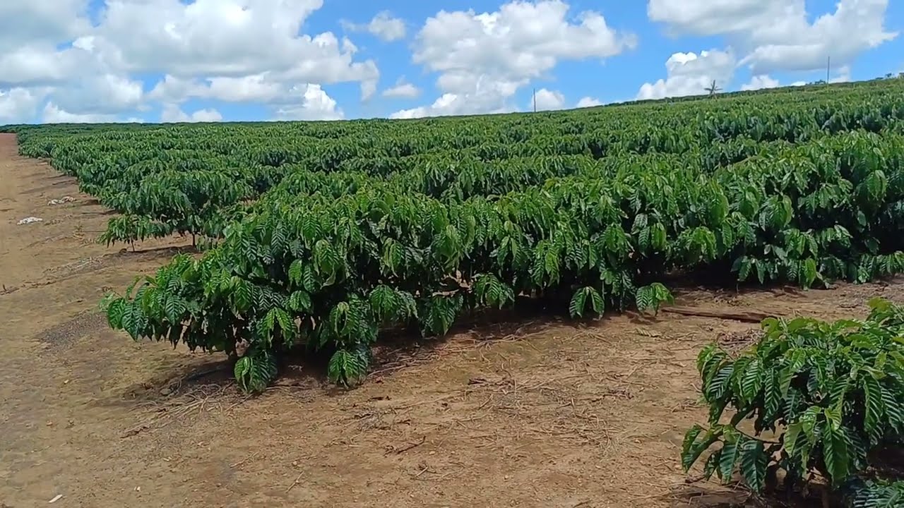 Café clonal robusta amazônico de Rondônia, clones 15, R22, 156, AS2, 25