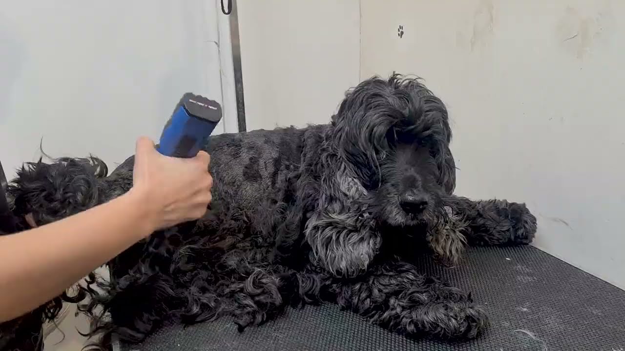 WARNING: Graphic Matting! Shave Down. Grooming Transformation
