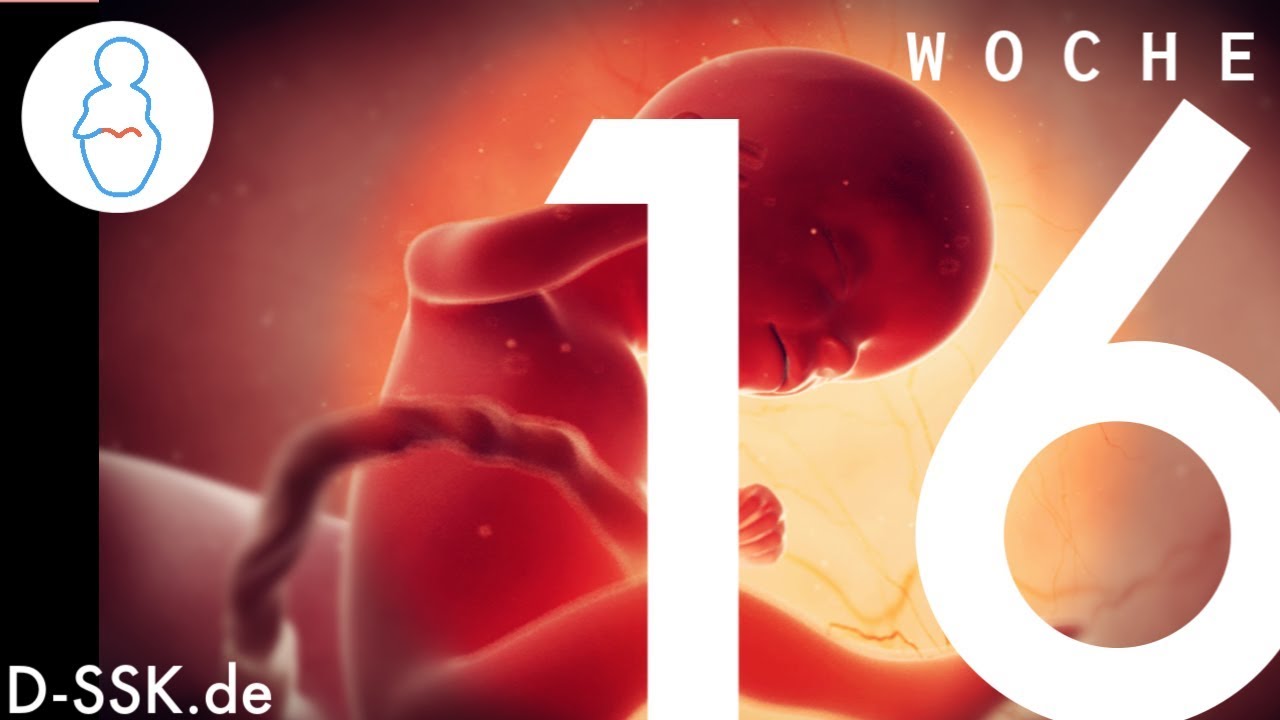 16. SSW / 16. Schwangerschaftswoche ✪ So entwickelt sich Dein Baby im Bauch
