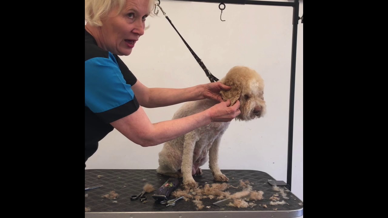 Lagotto groom with Louise Ferguson Part 6 Head B