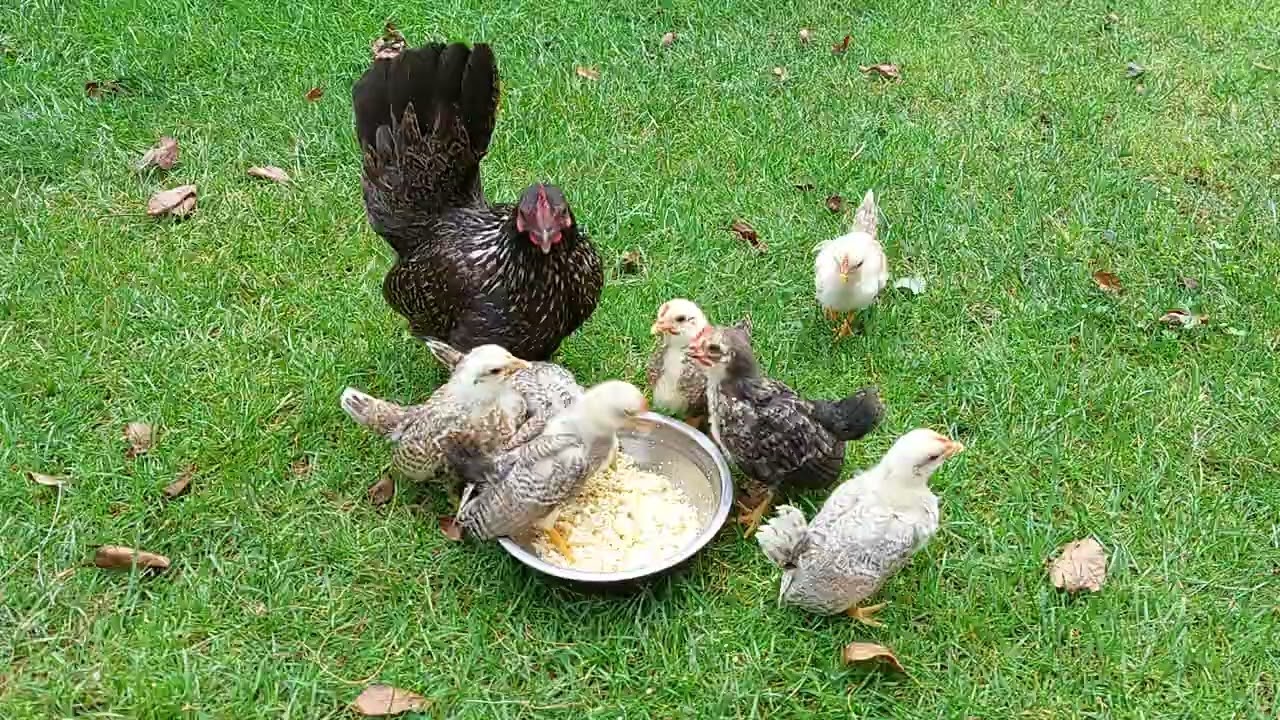 2024. Kura serama z 24-dniowymi kurczętami. Malaysian Serama hen with chics at the age of 24 days