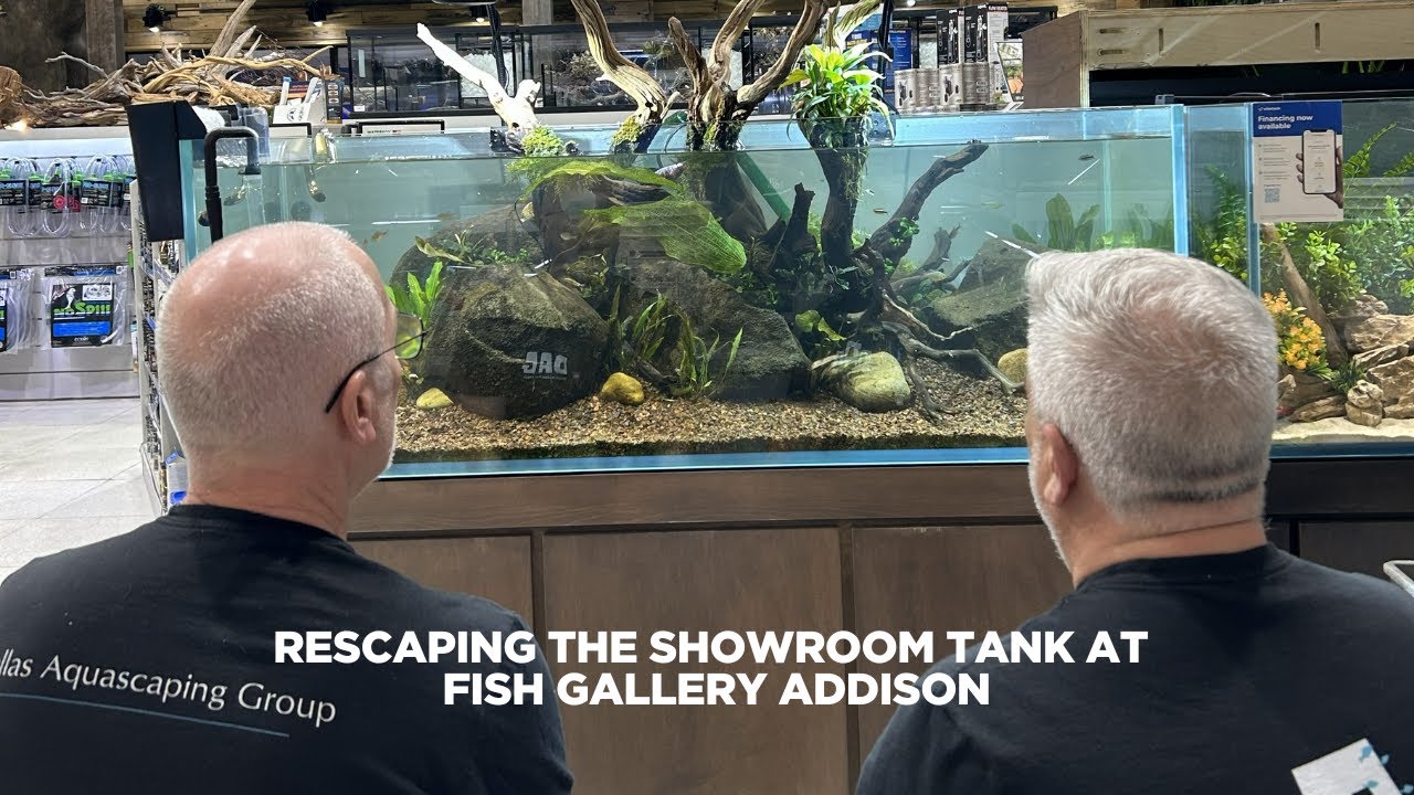 Restoring a 125 Gallon Aquarium | Fish Gallery Showroom Tank Transformation