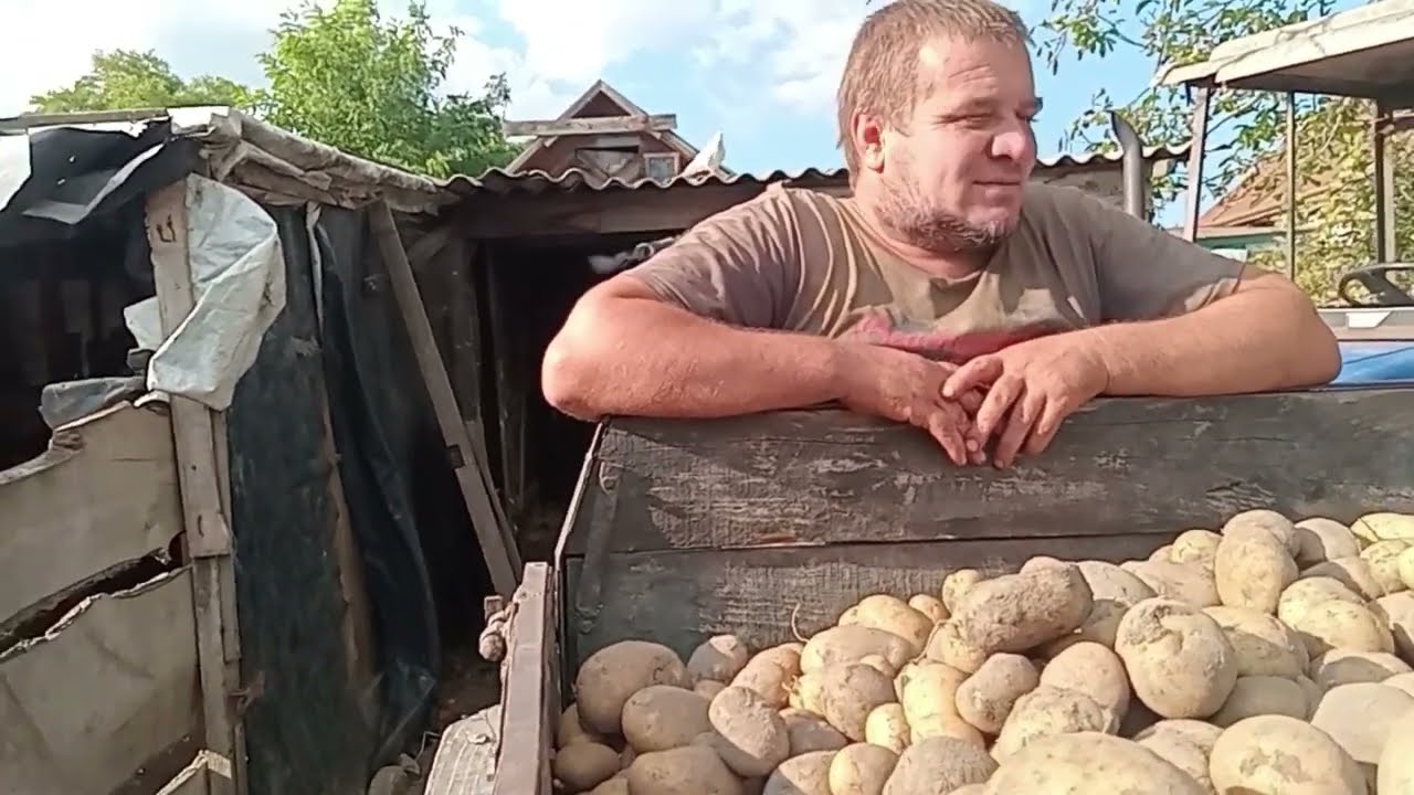 Як в нас перекупи картоплю перебирають, викопали білу, скільки з 10 рядків викопали