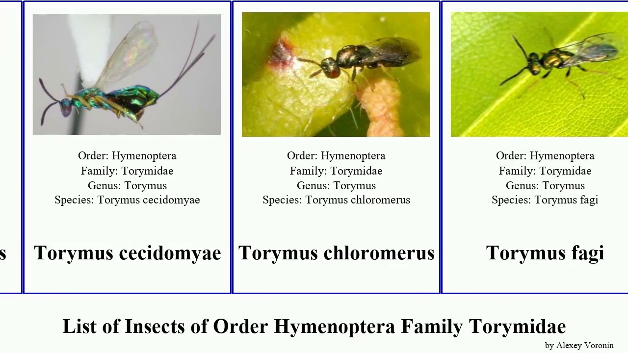 List of Insects of Order Hymenoptera Family Torymidae torymus megastigmus sinensis nobilis auratus
