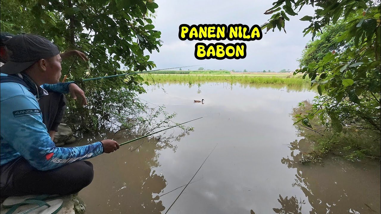 Saat rawa ETEK ini Tidak pernah di pancingi,maka ikan nya besar besar setelah saya pancingi