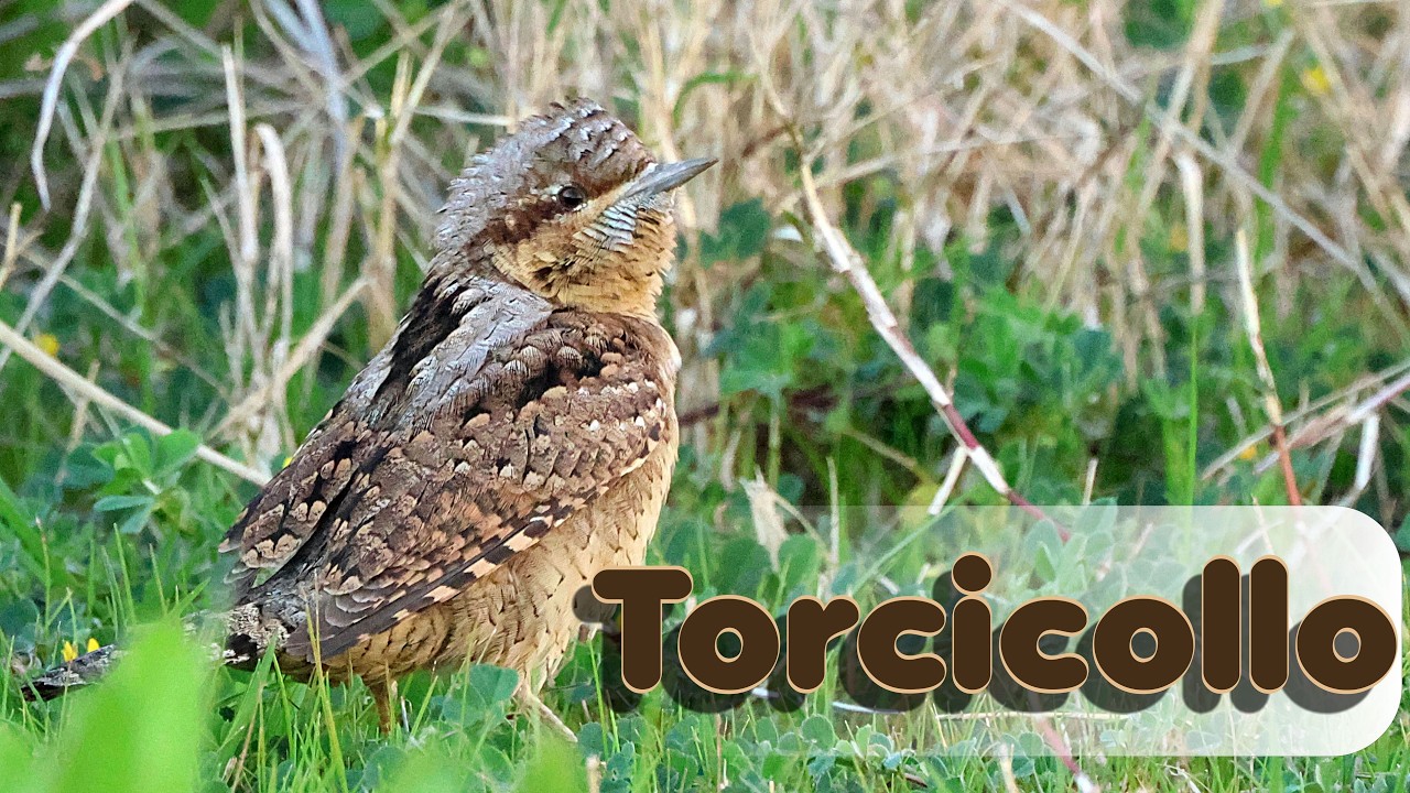 Torcicollo