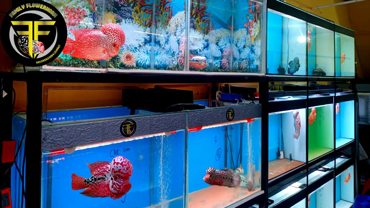 REVIEW IKAN LOUHAN YANG LUAR BIASA KEREN ABIS. CARI IKAN LOUHAN. BUAT KONTES DI SINI TEMPATNYA