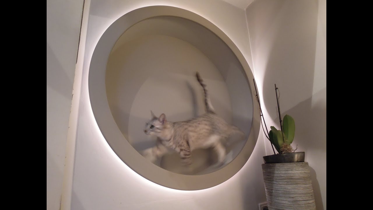 homemade DIY cat wheel (and also designlight)