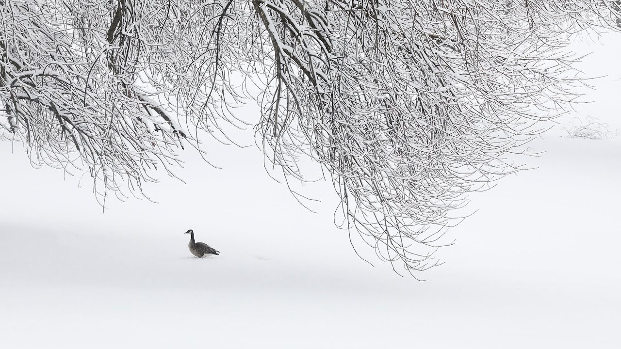 A beautiful snowy day-Part II 禅意雪景视频，空灵的画面，充满诗意。每一帧都可以独立成画。