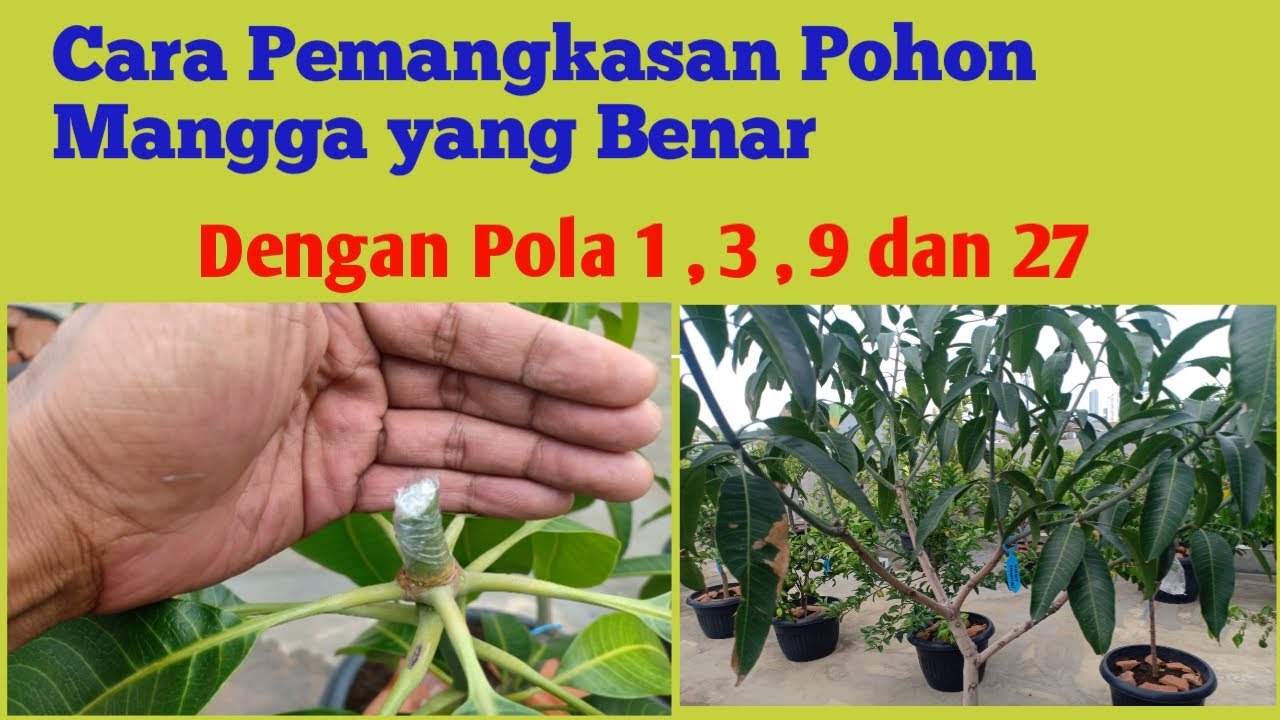 Cara Pemangkasan Pohon Mangga Dalam Pot Agar Cepat Berbuah#kebunkinanty