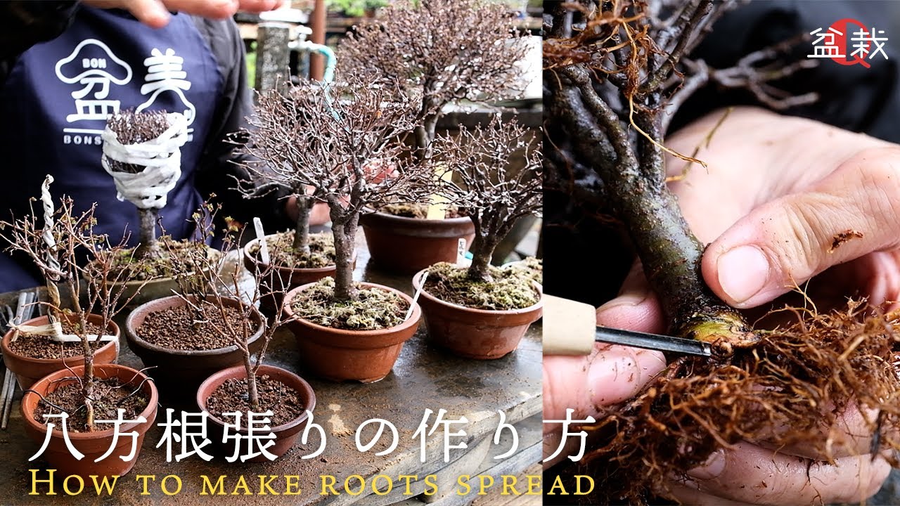 【欅】実践！八方根張の作り方を学ぼう！【盆栽Q】