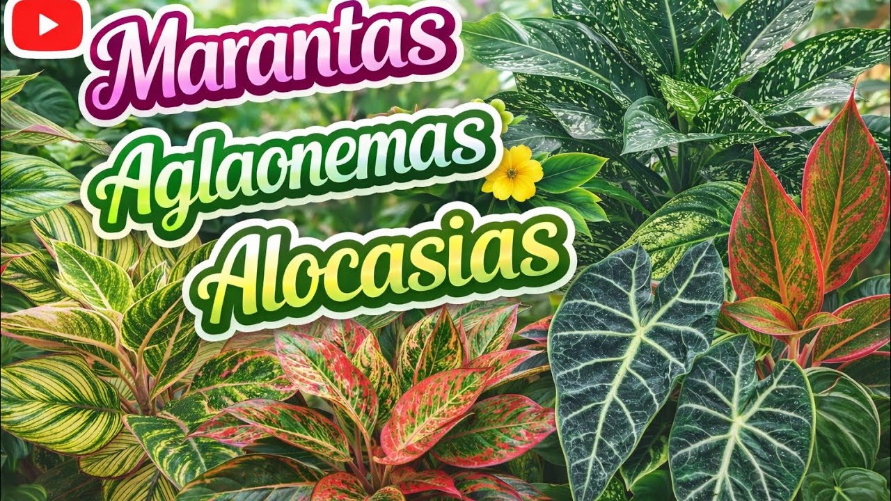 LINDAS MARANTAS ,AGLAONEMAS E ALOCASIAS.